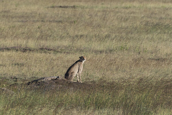 Cheetah (Acynonix jubatus), Seronera, Serengeti National Park, Tanzania.