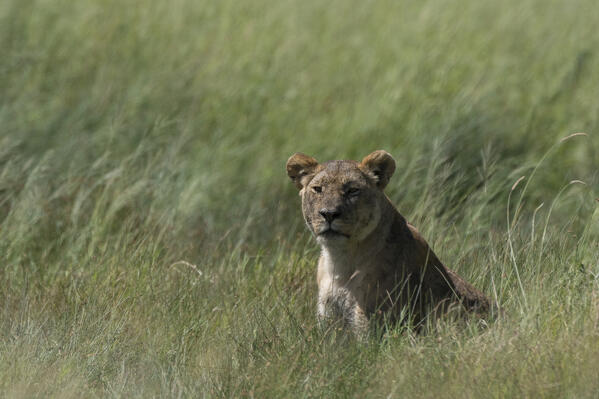 Lioness (Panthera leo), Seronera, Serengeti National Park, Tanzania.