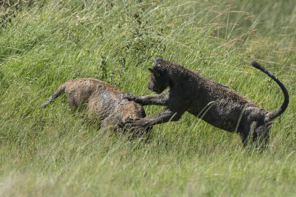 Lion cubs (Panthera leo) covered by mud, Seronera, Serengeti National Park, Tanzania.