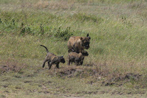 Lioness and cubs (Panthera leo) covered by mud, Seronera, Serengeti National Park, Tanzania.