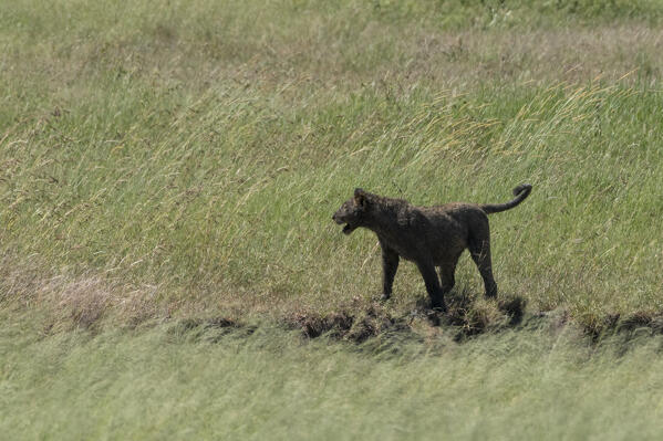 Lion cub (Panthera leo) covered by mud, Seronera, Serengeti National Park, Tanzania.