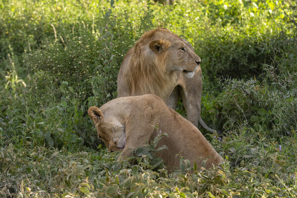 Young male lion (Panthera leo) and lioness, Ndutu, Ngorongoro Conservation Area, Serengeti, Tanzania.