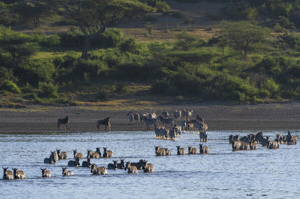 Migrating plains zebras, Equus quagga, crossing the lake Ndutu, Ngorongoro Conservation Area, Serengeti, Tanzania.