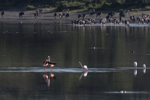 Greater Flamingo (Phoenicopterus roseus), Lake Ndutu, Ngorongoro Conservation Area, Serengeti, Tanzania.