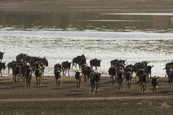 Wildebeest (Chonnochaetes tautinus), crossing the lake Ndutu, Ngorongoro Conservation Area, Serengeti, Tanzania.