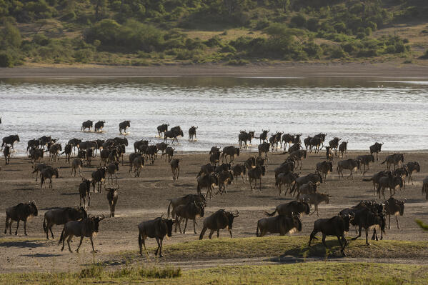 Migrating wildebeest, Chonnochaetes tautinus, crossing the lake Ndutu, Ngorongoro Conservation Area, Serengeti, Tanzania.