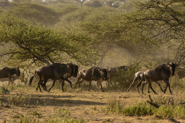 Wildebeest (Chonnochaetes tautinus), Ndutu, Ngorongoro Conservation Area, Serengeti, Tanzania.