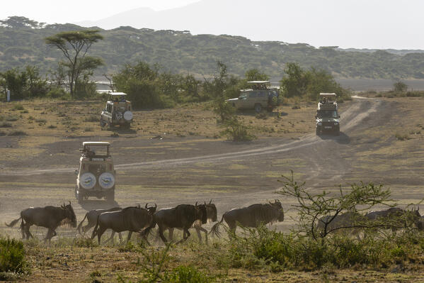Tourist watching wildebeest (Chonnochaetes tautinus) on the lake Ndutu, Ngorongoro Conservation Area, Serengeti, Tanzania.