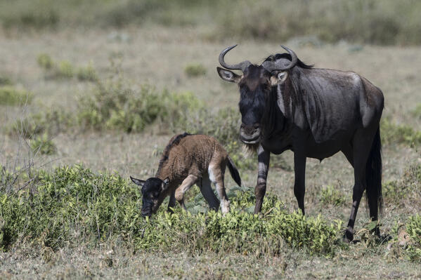 A wildebeest, Connochaetes taurinus, with a few hours old newborn calf, Ngorongoro Conservation Area, Serengeti, Tanzania.