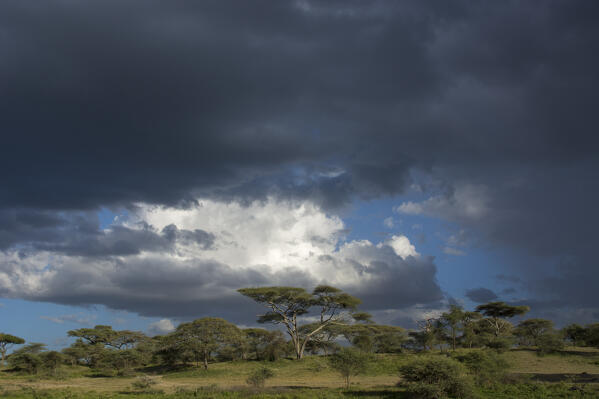 Rainstorm approaching Ndutu, Ngorongoro Conservation Area, Serengeti, Tanzania.