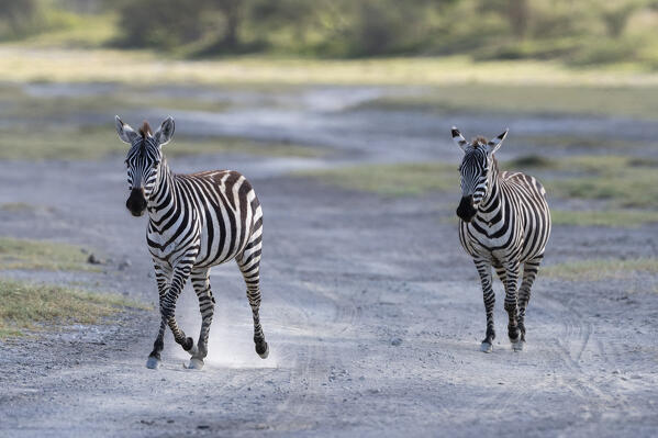 Plains zebras (Equus quagga), Ndutu, Ngorongoro Conservation Area, Serengeti, Tanzania.
