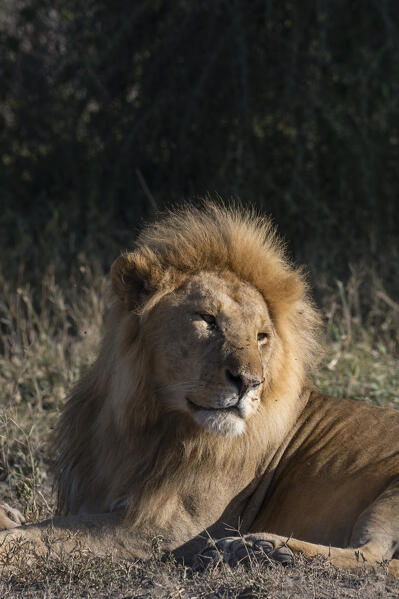 Male lion (Panthera leo), Ndutu, Ngorongoro Conservation Area, Serengeti, Tanzania.