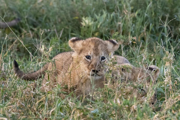 Two 45-50 days old lion cubs, Panthera leo, hiding in the grass, Ngorongoro Conservation Area, Serengeti, Tanzania.