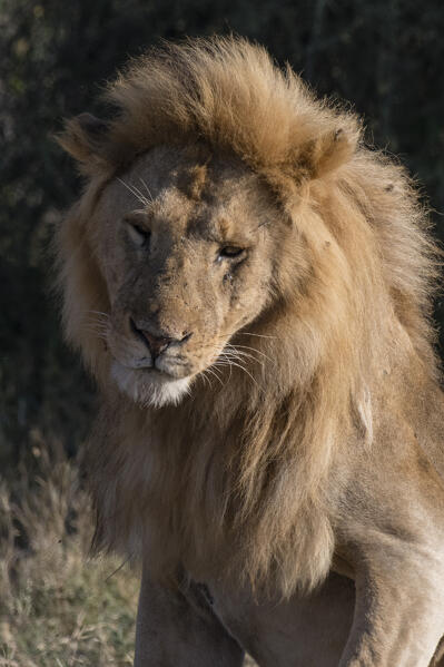 Male lion (Panthera leo), Ndutu, Ngorongoro Conservation Area, Serengeti, Tanzania.