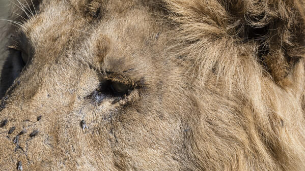 Male lion (Panthera leo), Ndutu, Ngorongoro Conservation Area, Serengeti, Tanzania.
