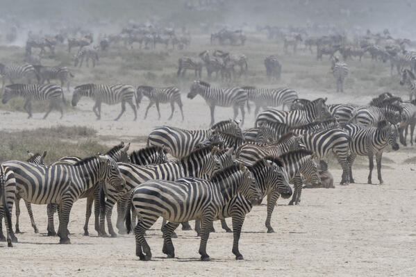 Hundreds of migrating plains zebras, Equus quagga, in the Hidden Valley, Ngorongoro Conservation Area, Serengeti, Tanzania.