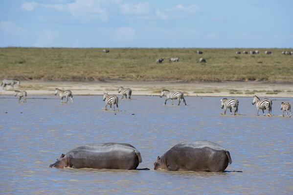Hippopotamuses (Hippopotamus amphibius) and Plains zebras (Equus quagga), Ndutu, Ngorongoro Conservation Area, Serengeti, Tanzania.