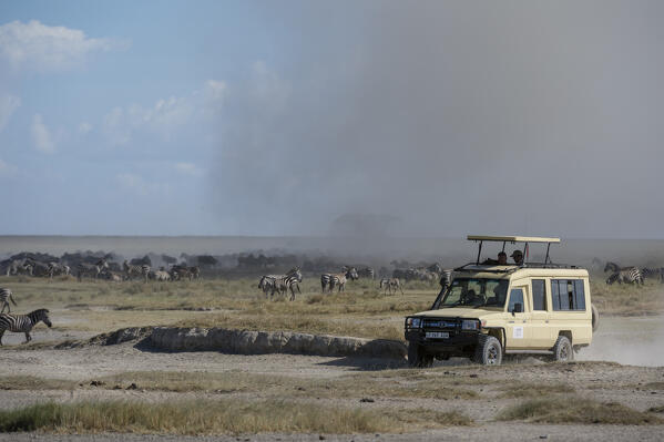 Plains zebras (Equus quagga), Ndutu, Ngorongoro Conservation Area, Serengeti, Tanzania.