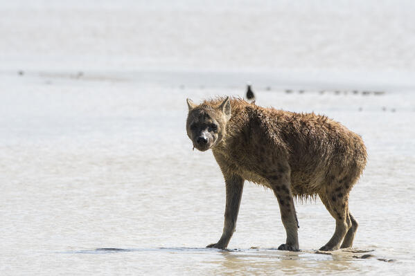 Spotted hyaena (Crocura crocuta), Ndutu, Ngorongoro Conservation Area, Serengeti, Tanzania.