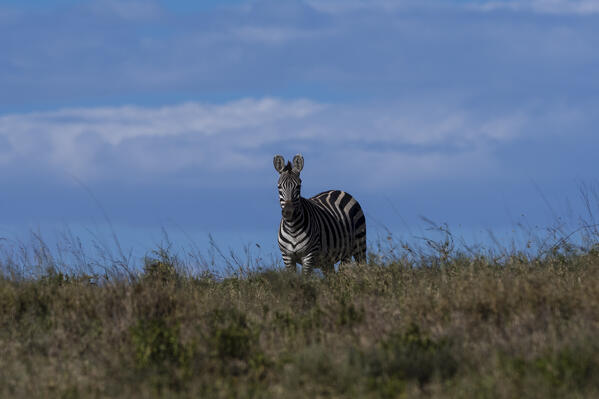 Plains zebras (Equus quagga), Ndutu, Ngorongoro Conservation Area, Serengeti, Tanzania.
