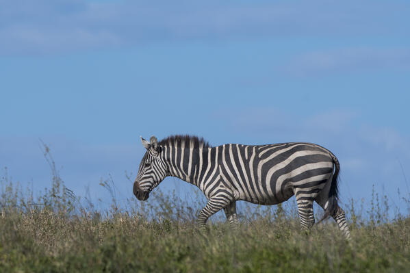 Plains zebras (Equus quagga), Ndutu, Ngorongoro Conservation Area, Serengeti, Tanzania.