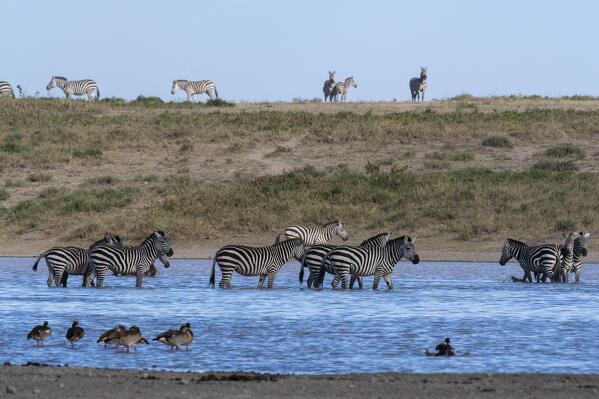 Plains zebras (Equus quagga), Ndutu, Ngorongoro Conservation Area, Serengeti, Tanzania.