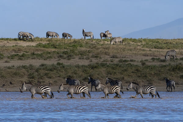 Migrating plains zebras, Equus quagga, walking in the Hidden Valley lake, Ndutu, Ngorongoro Conservation Area, Serengeti, Tanzania.