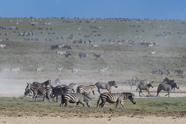 Migrating plains zebras, Equus quagga, in the Hidden Valley, Ndutu, Ngorongoro Conservation Area, Serengeti, Tanzania.