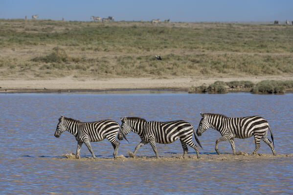 Plains zebras, Equus quagga, walking in the Hidden Valley lake, Ndutu, Ngorongoro Conservation Area, Serengeti, Tanzania.