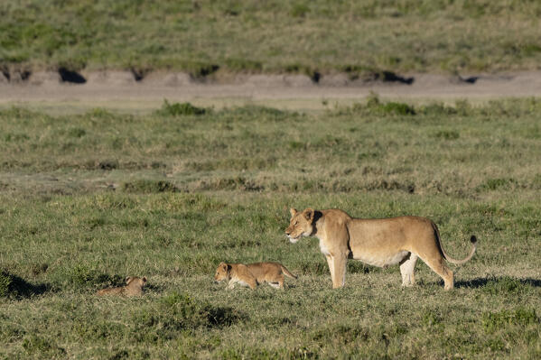 Lioness and cubs (Panthera leo), Ndutu, Ngorongoro Conservation Area, Serengeti, Tanzania.