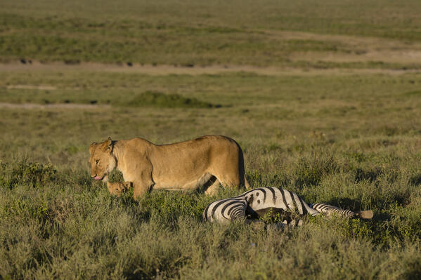 A lioness, Panthera leo, and a 5 weeks old cub on a common zebra carcass, Equus quagga, Ndutu, Ngorongoro Conservation Area, Serengeti, Tanzania.