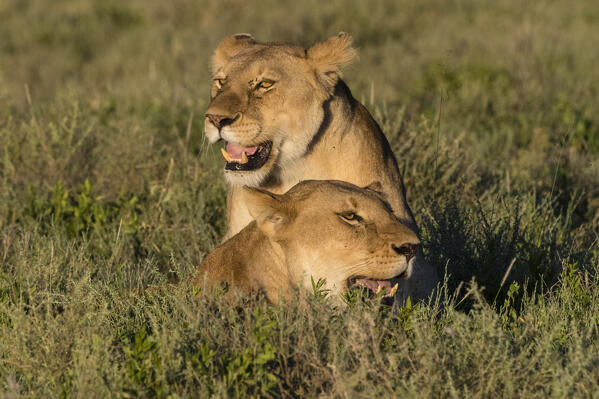 Two lionesses, Panthera leo, sitting in the grass, Ndutu, Ngorongoro Conservation Area, Serengeti, Tanzania.