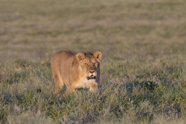 Lioness (Panthera leo), Ndutu, Ngorongoro Conservation Area, Serengeti, Tanzania.
