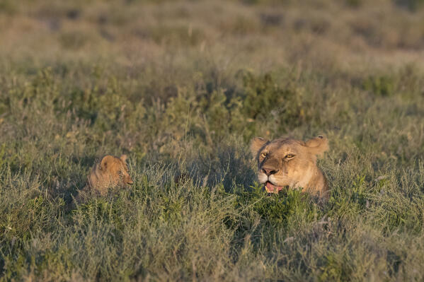 Lioness (Panthera leo) and cub in the grass, Ndutu, Ngorongoro Conservation Area, Serengeti, Tanzania.