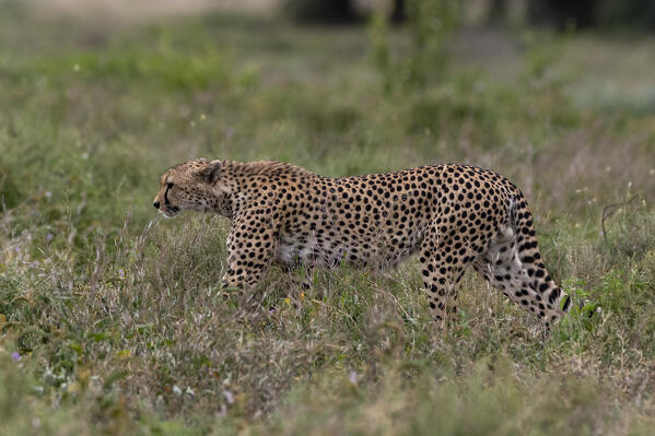 A cheetah, Acynonix jubatus, walking in the grass, Ndutu, Ngorongoro Conservation Area, Serengeti, Tanzania.