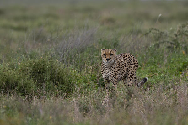 A cheetah, Acynonix jubatus, walking in the grass, Ndutu, Ngorongoro Conservation Area, Serengeti, Tanzania.