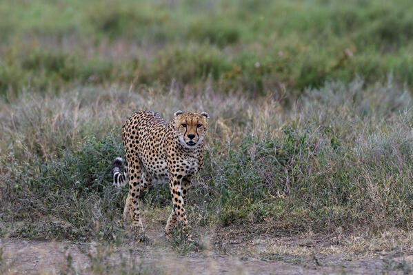 Cheetah (Acynonix jubatus), Seronera, Serengeti National Park, Tanzania.
