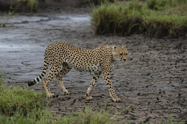A  cheetah, Acynonix jubatus, walking in a dry water hole, Seronera, Serengeti National Park, Tanzania.