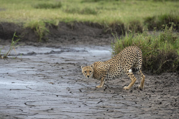 Cheetah (Acynonix jubatus), Seronera, Serengeti National Park, Tanzania.