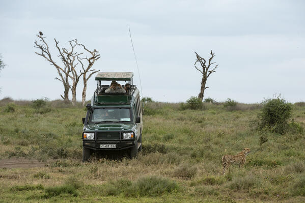Cheetah (Acynonix jubatus), Seronera, Serengeti National Park, Tanzania.