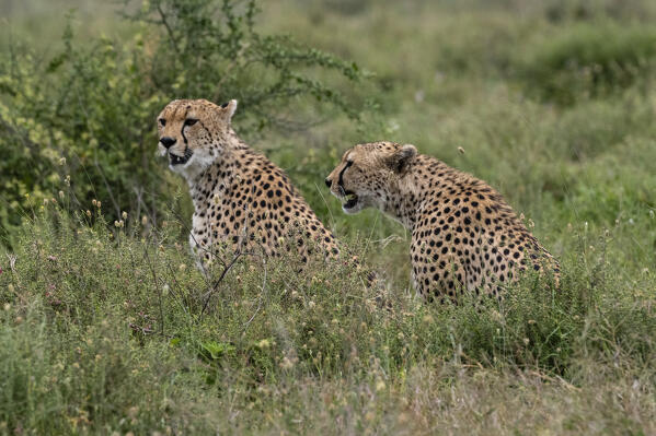 Two cheetah, Acynonix jubatus, relaxing while looking the savannah for a prey, Seronera, Serengeti National Park, Tanzania.