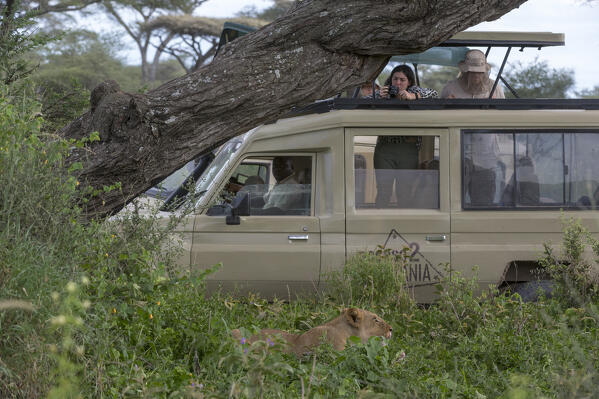 Tourist vehicle approachin a lioness (Panthera leo), Ndutu, Ngorongoro Conservation Area, Serengeti, Tanzania.