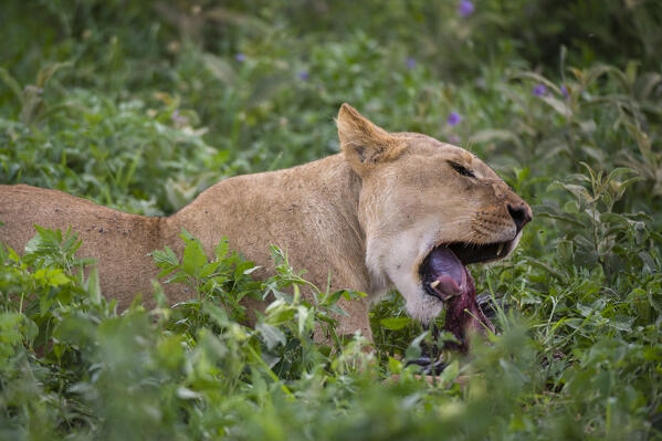 Lioness (Panthera leo) feeding, Ndutu, Ngorongoro Conservation Area, Serengeti, Tanzania.