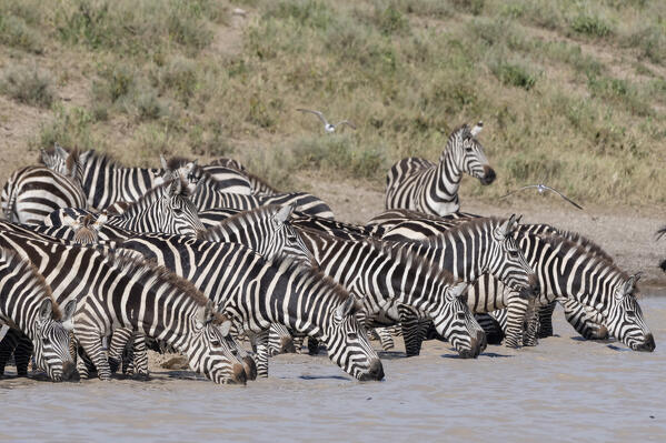 Plains zebras (Equus quagga), Ndutu, Ngorongoro Conservation Area, Serengeti, Tanzania.