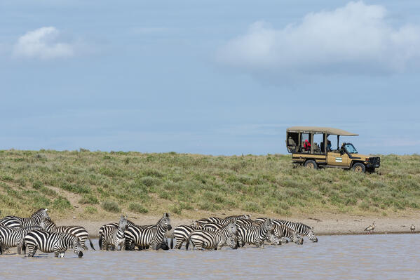 Plains zebras (Equus quagga), Ndutu, Ngorongoro Conservation Area, Serengeti, Tanzania.