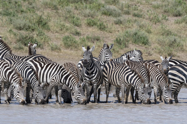 A herd of plains zebras (Equus quagga) drinking at Hidden Valley lake, Ndutu, Ngorongoro Conservation Area, Serengeti, Tanzania.