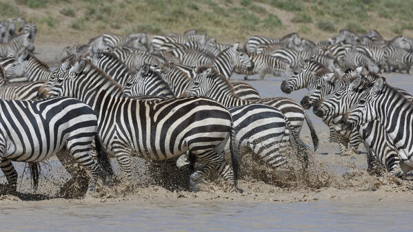 Plains zebras (Equus quagga), Ndutu, Ngorongoro Conservation Area, Serengeti, Tanzania.