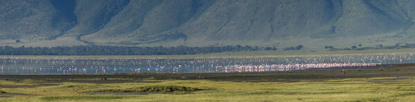 Greater flamingos (Phoenicopterus roseus), Ngorongoro crater, Ngorongoro Conservation Area, Serengeti, Tanzania.