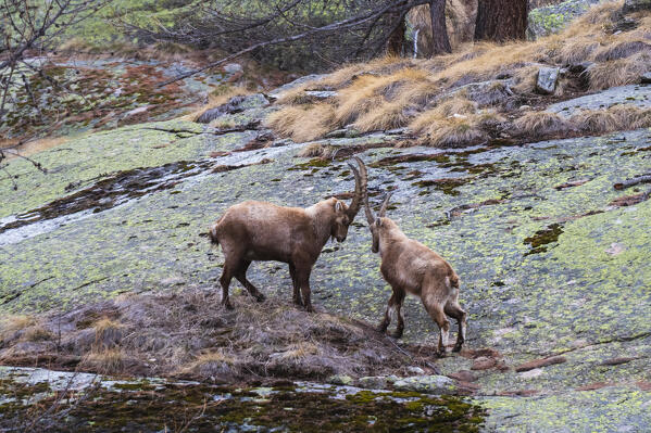 Alpine ibex (capra ibex), Valsavarenche, Gran Paradiso National Park, Aosta Valley, Italy.