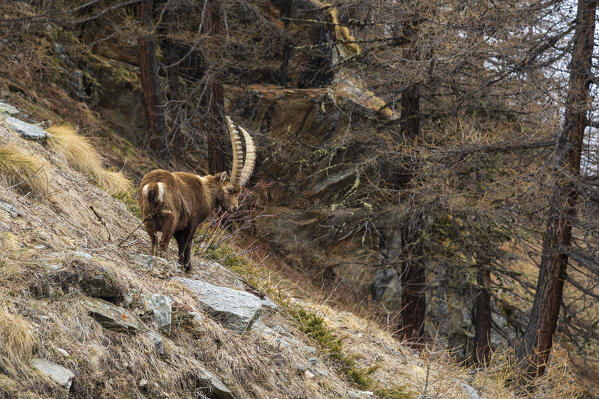 Alpine ibex (capra ibex), Valsavarenche, Gran Paradiso National Park, Aosta Valley, Italy.